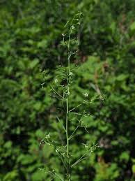 Image result for Thesium ussanguense