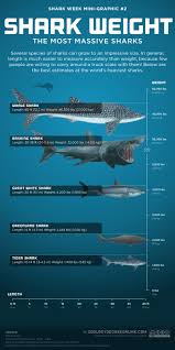 Shark Weight The Most Massive Sharks Kopekbaliklari Tarih Oncesi Bilim Doga