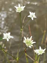 Image result for Alepidea amatymbica