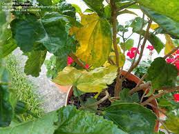 Check spelling or type a new query. Garden Pests And Diseases Hibiscus Leaves Yellowing 4 By Gitagal