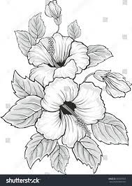 Blooming Beautiful Hibiscus Flower Hawaii Symbol Card Or Floral Background For Invitation Colored Sil Flower Drawing Flower Sketches Hibiscus Flower Drawing