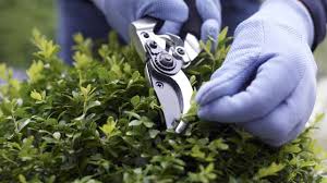 Im prinzip reicht beim buchsbaum schneiden ein altes bettlaken, das sie unter baum oder hecke legen, um den feinen laubschnitt aufzufangen. Buchsbaum Tipps Zum Standort Pflegen Und Schneiden