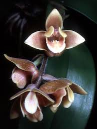 Image result for Polystachya greatrexii