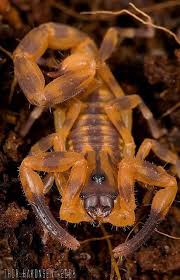 Pin On Insects