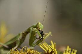 They can be instrumental in beginning biological control as part of an integrated pest management program. How To Attract Praying Mantis To Your Garden
