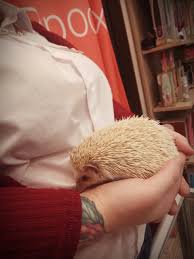 Ёж в сексшопе. | Пикабу