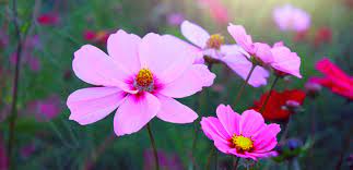 We did not find results for: 10 Best Plants For Summer Blooms In Kansas City Gardens Benjamin Lawn Landscape