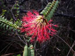 Image result for Octolepis decalepis