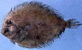 Thought i would be the one to be puking my guts out over the side, and here you are, Bothus Ocellatus Discover Fishes