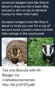 American Badgers Look Like They Re About To Drag You Into A Back Alley And Pull A Shiv On You To Demand Money For Their Meth Habit European Badgers Look Like They Re About