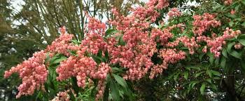 Fatsia japonica plants must be cared for in a very specific way. Lily Of The Valley Shrub Pieris Japonica The Garden Website Com