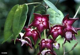 Imgur Com Rainforest Flowers Amazon Flowers Rainforest Plants