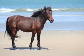 Corolla, north carolina is one of the best places to see the banker horse, a rare breed that descended from the escaped spanish stock. Legislation To Protect Wild Corolla Horses Introduced In Us Senate Equimed Horse Health Matters