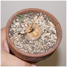 Image result for Raphionacme globosa