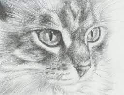 At first, draw the general outline of a cat sitting still, then focus on its head and feet. 25 Cats Who Love Caturdays Realistic Drawings Animal Drawings Cat Art