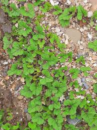 Image result for Merremia emarginata