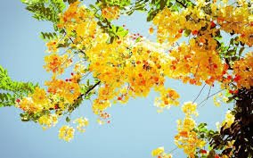 Aesthetics digital wallpaper, vaporwave, kanji, chinese characters. Free Download Yellow Aesthetic Computer Wallpapers Top Yellow Aesthetic 1920x1080 For Your Desktop Mobile Tablet Explore 59 Spring Flower Computer Wallpaper 1024x768 Desktop Wallpaper Spring Flowers Spring Flowers Desktop