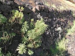 Image result for Nidorella vernonioides