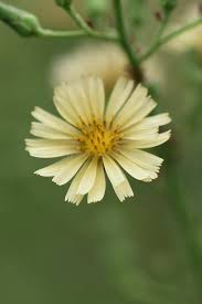 Image result for Lactuca indica