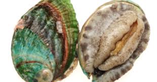 Abalone chakras are primarily the crown, third eye and heart chakras. Minister Issues Statement On Abalone Fishing Rights The Fish Site