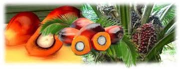 Minyak kelapa sawit merupakan sumber devisa negara yang sangat potensial karena tidak semua negara dapat memproduksinya. Buah Landak Dan Buah Konsultan Perkebunan Kelapa Sawit Facebook