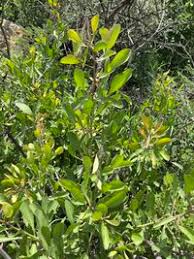 Image result for Gymnosporia senegalensis