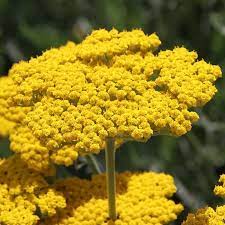 Coronation Gold Yarrow Achillea Yarrow Plant Deer Resistant Plants