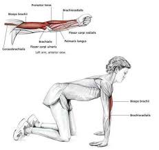 Common Shoulder Stretching Exercises Frozenshoulder Com Shoulder Stretching Exercises Yoga Anatomy Stretching Exercises