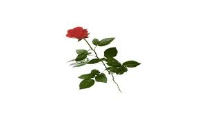 Nomi, fiori, succulente da appartamento e da esterno. 8 Interessanti Nomi Scientifici E Significato Dei Fiori Qfiori