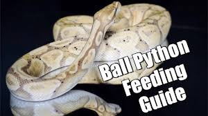 Ball Python Feeding Guide