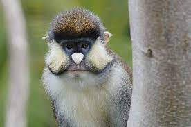 Schmidt S Spot Nosed Guenon Rare Animals Primates Africa Animals
