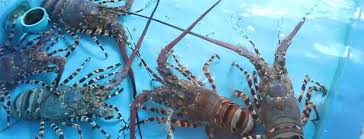 Berapa banyak hasil panen dari budidaya lobster air tawar yang bisa anda dapatkan? Tips Budidaya Lobster Air Tawar Dan Peluang Bisnis Yang Ada Di Dalamnya Accurate Online