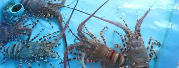 Benih lobster pada ternak lobster air tawar anda dapat mengalami kematian karena beberapa faktor. Tips Budidaya Lobster Air Tawar Dan Peluang Bisnis Yang Ada Di Dalamnya Accurate Online