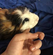 Pin On Drogo The Guinea Pig