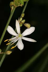 Image result for Chlorophytum affine