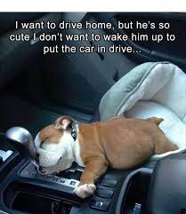 Find Out About French Bulldog Please Click Here To Learn More Do Not Miss Our Web Pages Sleepy Animals Funny Dog Memes Cute Baby Animals