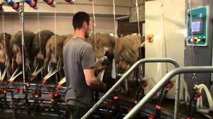 Agripoort est une société de négoce hollandaise de machines à traire usagées et non utilisées, de cuves de refroidissement de lait et d'autres produits liés au lait. Le Materiel De Traite Ovin De Boumatic Chez Agri Tech Elevage Flavin Salle De Traite Brebis 24 Postes 54 Postes Reception A Lait Inox Rotos De Traite Interieure