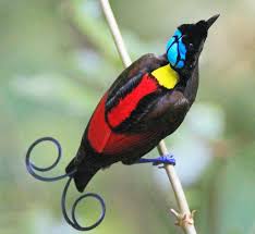 Check spelling or type a new query. Birds Of Paradise In Raja Ampat Indonesia Luxury Bird Watching Cruises El Aleph