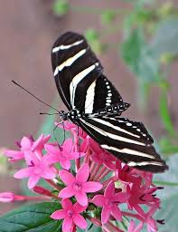 Black And White Striped Bees Zebra Longwing Butterfly By Mtbobbins Photography Beautiful Butterfly Pictures Butterfly Pictures Butterfly