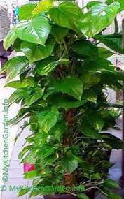 Epipremnum aureum) is a popular houseplant that is grown indoors mostly in water. Money Plant How To Grow And Care For Money Plant