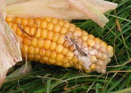 Stink bugs can cause damage to ears of corn. Life As A Corn Plant Is Scary Farmers And Environmentalists Embrace Gm Bt Corn To Ward Off Pests Genetic Literacy Project