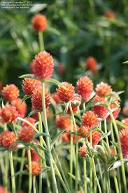 Image result for Gomphrena martiana