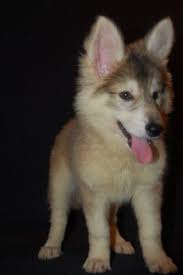 She looks a lot like a wolf. Tamaskan Puppies Utah