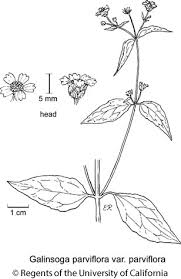 Image result for Galinsoga parviflora