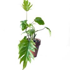 Philodendron Mayoi Philodendron Tahiti Aroid 4 Pot Heat Pack Included In 2020 Philodendron Heat Pack Tahiti