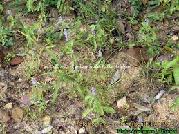 Image result for Platostoma