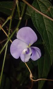 Image result for Vigna reticulata