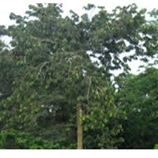 Image result for Scorodophloeus zenkeri