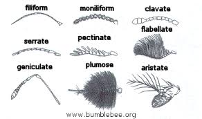 Hexapoda The Insects Part 4