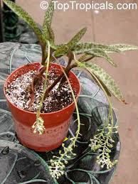 Image result for Ledebouria Unidentified sp. no3.